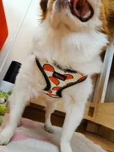 Arnés de nailon para perros y gatos, chaleco con estampado para cachorros de tamaño pequeño y medio, Bulldog Francés y Chihuahua