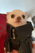 Jacket Dog-Coat Puppy Eagle-Pattern Waterproof Outdoor Outerwear Pet Small Soft Fashion