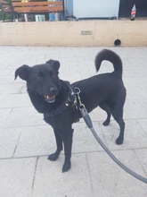 Adjustable Harness Pets-Accessories Dog-Vest Reflective-Dog Walk-Out Soft 