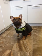 Jacket French Bulldog Dog Winter SUPREPET Coat Pet-Dog Dogs Large Cotton for Warm Perro