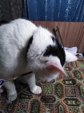 Hierba gatera Natural palo gato de limpieza de dientes Molar dientes con Silvervine Actinidia de palillos de gato para aperitivo Gato de limpieza