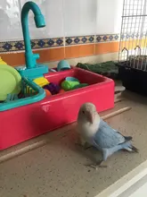 Alimentador de aves automático, bañera de loro, grifo de piscina, ducha de baño de loros, dispensador de agua, jaula de pájaro, baño, juguetes de loros