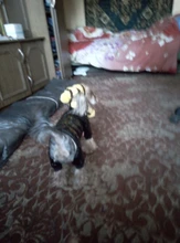 Pet-Puppy-Accessories Socks Hats Cat-Products Dogs-Knitted Small Chihuahua Little Winter