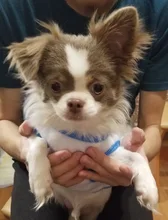 Abrigos para gato y cachorro de dibujos animados, chaqueta de lana cálida para perros pequeños, ropa de Chihuahua, ropa de Yorkshire, Otoño e Invierno