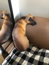 Almohada con estampado de perro en 3D, bonita cabeza de perro, Animal realista, divertida cabeza de perro, Cosplay, cojín de juguete favorito para niños para el hogar