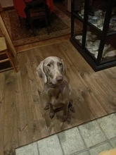 PROSTORMER-Guante de aseo para mascotas, guante de silicona con cepillo de pelo para perros, gatos y otros animales