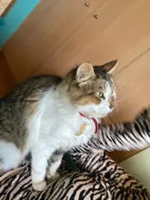 Etiquetas de identificación de gato personalizadas, nombre del número de teléfono para gatito, identificación grabada, Collar, etiquetas colgantes de acero inoxidable, etiquetas de gato