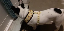 Arnés de Mascota para Bulldog Francés, correas pequeñas y medianas para perros, chaleco de cachorro francés, correa de plomo para perro que camina, productos para mascotas