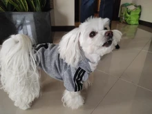 Adidog-ropa para perros pequeños, chaqueta con capucha deportiva de invierno, suéter de algodón suave abrigado puro, Chihuahua de peluche, ropa para cachorros