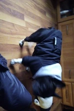 Jacket French Bulldog Dog Winter SUPREPET Coat Pet-Dog Dogs Large Cotton for Warm Perro