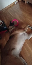 Discos voladores de goma EVA para mascotas, extractor de anillo de formación resistente a mordeduras, juguete flotante para cachorros, juego interactivo al aire libre, productos para juego