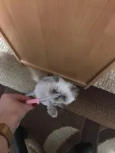 Pill-Gun Syringe Medicine Tablet Pet-Product Push-Dispenser Practical Water Dog Cat Useful