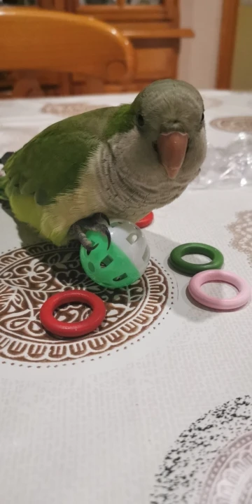 Parrot Toy Bird Bell Ball For Parakeet Cockatiel Chew Fun Cage Pet Bird ToyMWCA 