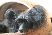 Cat Bed Nest Kennel Dog-Beds Cat-House Princess-Bed Dogs Washable Small Warm for Pet-Dog