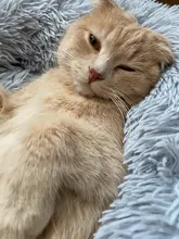 Dog-Bed Large Kennel-Sleeping-Bag Pets Cat Round Washable Plush Soft Little-Medium Long