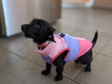 Coat Vest Jacket Puppy Outfit Pet-Dog Yorkie Warm Chihuahua Winter for Windproof Padded