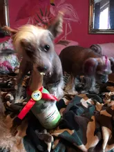 Plush-Dolls Dog-Toys Dog-Accessories Interactive-Toy Dogs Airdrop Puppy Game Chew-Molar