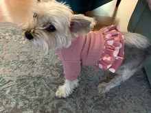 Dog-Dress Dogs-Skirt Yorkshire Summer Chihuahau Dot 