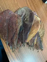 10 Uds Natural de alta calidad Terminalia Catappa hojas indio de Lour árbol hoja de oliva para agua de acuario equilibrio PH acidez