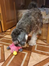 Dog-Toys Pets-Accessories Puppy Animals-Shape Plush Small Dogs Squeaker Ropes for 