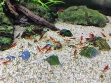 Fish-Tank Aquarium Shrimp Food Natural-Spinach Crystal Red 35g Mixed-Ingredient Hotest