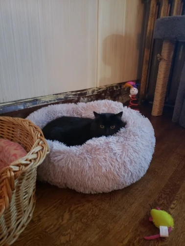 bestlittlething com calming bed