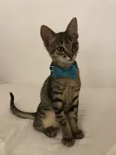 Collar de gato de terciopelo con lazo liso para cachorro, Chihuahua, con campana, hebilla de seguridad ajustable, pajarita para gatos, accesorios para mascotas