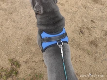 Durable Reflective Pet Dog Harness For Dogs Adjustable Big Dog Harness Pet Walking Harness