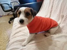 Coat-Jackets Fleece Vest Pug-Costumes Dogs French-Bulldog Chihuahua Winter Small Medium