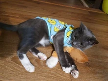 Camiseta de malla para gatos y cachorros, ropa bonita para mascotas, camiseta de dibujos animados de pato, chalecos informales para XS-XXL pequeñas