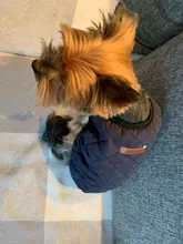 Ropa para perro Chihuahua, traje de gatito, chaqueta para perro, chaleco, ropa de invierno, abrigo de perrito mascota, ropa para perros pequeños y medianos