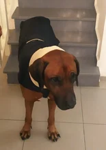 Jacket Clothing Coat Greyhound Waterproof Dog Dogs Large Super-Warm Medium Thick 