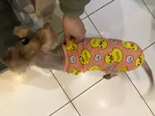 Camiseta de malla para gatos y cachorros, ropa bonita para mascotas, camiseta de dibujos animados de pato, chalecos informales para XS-XXL pequeñas