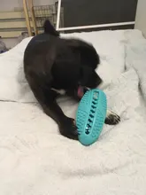 Juguetes de perro ventosa de silicona para perros de compañía Tug interactivo bola juguetes para mascotas masticar morder los dientes cepillo de limpieza de los perros Juguetes