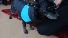 Ropas impermeables para perro para perros pequeños de invierno cálido abrigo para perros ropa de perro grande cachorro Pug chaleco Bulldog francés chaqueta para Chihuahua