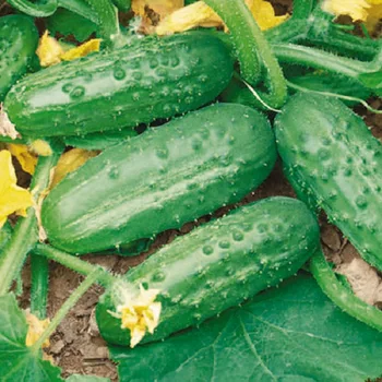 

Cucumber seeds.