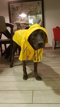Jacket Raincoats Puppy-Clothes Pets Reflective Dog Small Waterproof Outdoor Large Breathable
