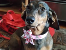 Dog-Accessories Collars Engraved Pet-Puppy Printed Custom Personalized Fashion Nylon