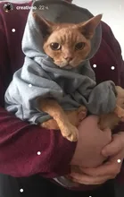 Cat Clothes Pet Cat Coats Jacket Hoodies For Cats Outfit Warm Pet Clothing Rabbit Animals