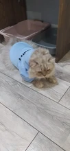 Cat Clothes Pet Cat Coats Jacket Hoodies For Cats Outfit Warm Pet Clothing Rabbit Animals