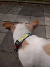 Nylon Printed Dog Collar Adjustable Puppy Small Dogs Collar Pet Collars for Chihuahua