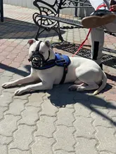 Bozal de silicona suave para perros pequeños, medianos, grandes y x-grandes, cesta transpirable, para mordeduras y ladridos