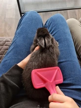 Suministros de baño para conejos, peine para mascotas, peine de cerdo holandés, conejos, cepillo de limpieza en seco, envío directo