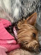 Collar de policarbonato para perros, hebillas ajustables con campana, correa para el cuello, suministros para mascotas, accesorios para perros pequeños, Chihuahua, Bulldogs, 1 unidad