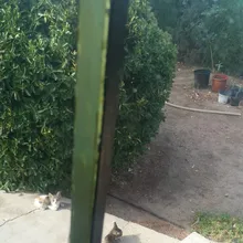 A***a