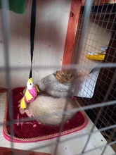 Pet Dog Bungee Ferret Plush Duck Durable Elastic Rope Teeth Cleaning Chew Toys 449C