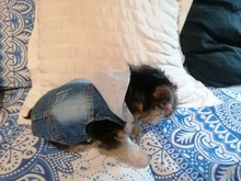 Chaleco vaquero para perro, ropa vaquera para perro, chaqueta, ropa informal para perro salchicha, Bichon, Shih, Tzu, Pitbull, 2020