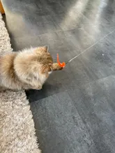 11 PCS Replacement Cat Feather Toy Set, Cat Feather Teaser Wand Toy for Kitten Cat Having