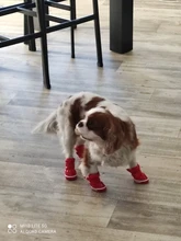 Snow-Boots Shoes Dog Puppy Pet-Dog Anti-Slip Chihuahua Small Waterproof Winter for 4pcs/Set