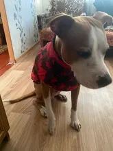 Vest Coat Jacket Pet-Dog-Clothes French-Bulldog-Pet Dogs Small Waterproof Large Winter